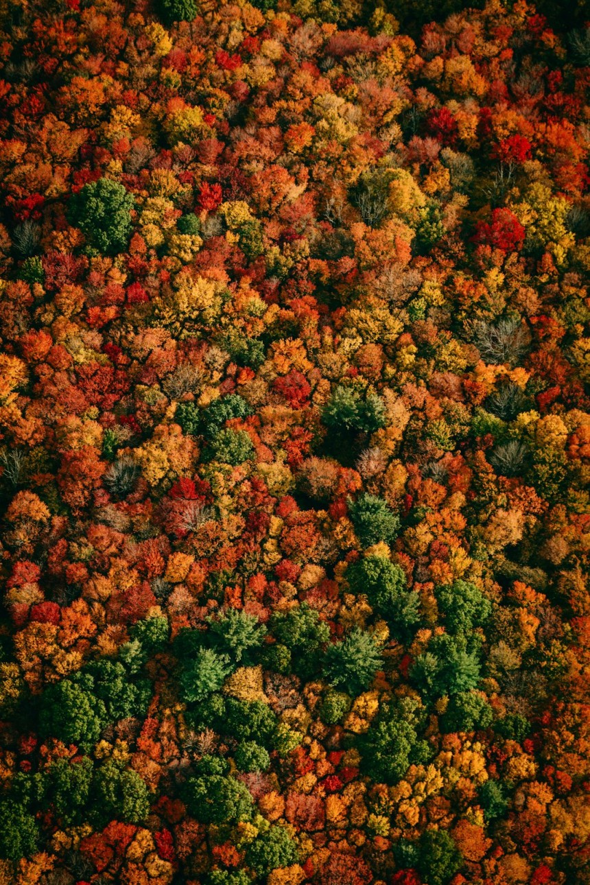 Forêt aux couleurs flamboyantes d