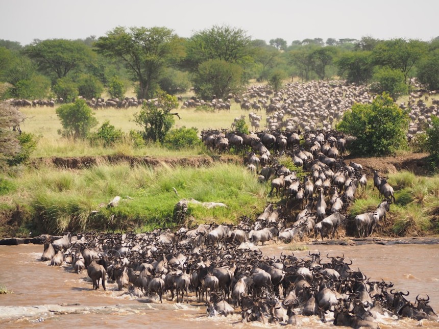 Troupeaux de gnous traversant une rivière dans le Serengeti