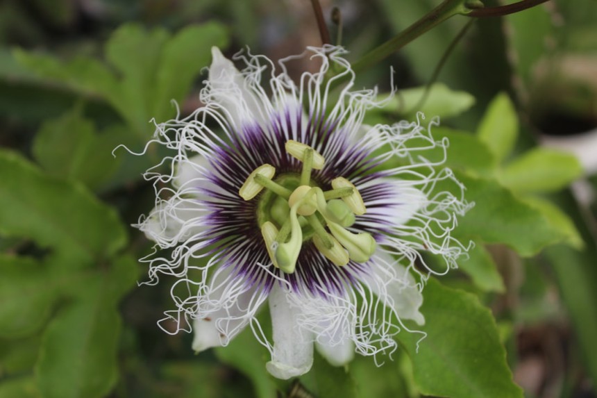 Nature luxuriante près de Paramaribo.
