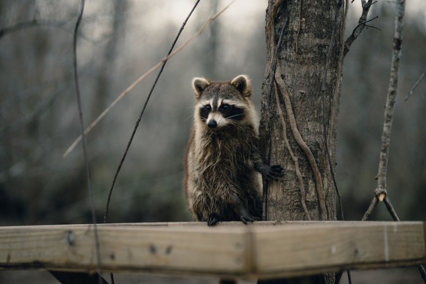 Le bayou à New Orleans
